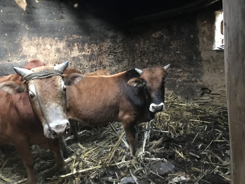 散养黄牛郧巴黄牛农户散养放养黄牛耕牛肉牛