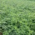 迎春花小苗种植基地大量销售中，价格优惠，生长旺盛