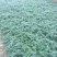 迎春花小苗种植基地大量销售中，价格优惠，生长旺盛