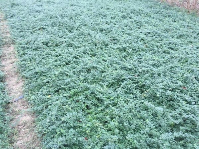 迎春花小苗种植基地大量销售中，价格优惠，生长旺盛