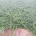 迎春花小苗种植基地大量销售中，价格优惠，生长旺盛