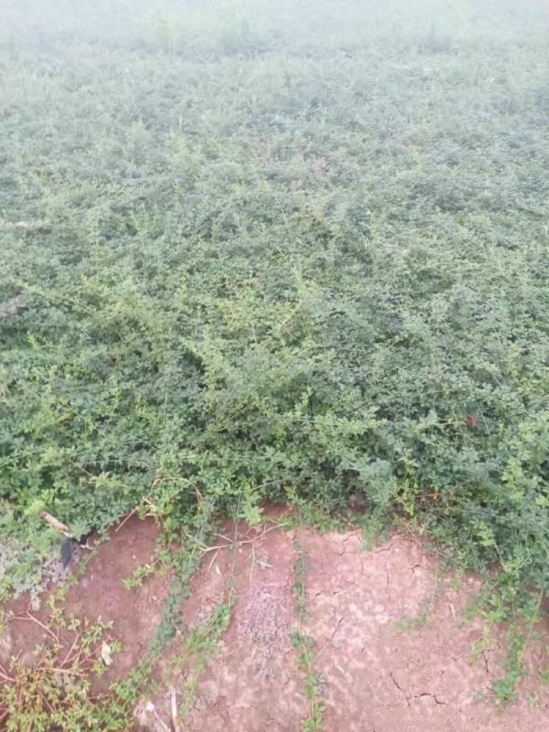 迎春花小苗种植基地大量销售中，价格优惠，生长旺盛