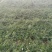 迎春花小苗种植基地大量销售中，价格优惠，生长旺盛