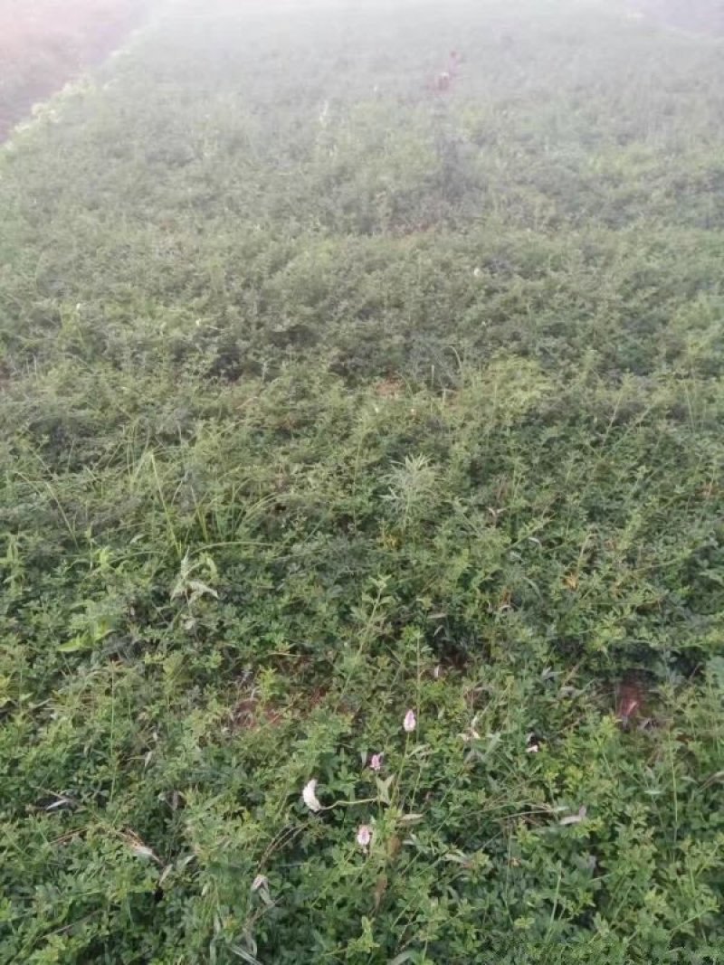 迎春花小苗种植基地大量销售中，价格优惠，生长旺盛