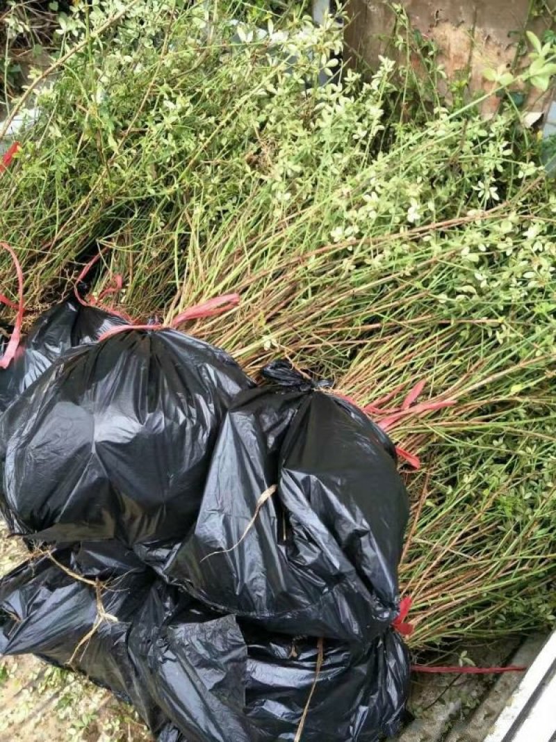 迎春花小苗种植基地大量销售中，价格优惠，生长旺盛