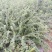 迎春花小苗种植基地大量销售中，价格优惠，生长旺盛
