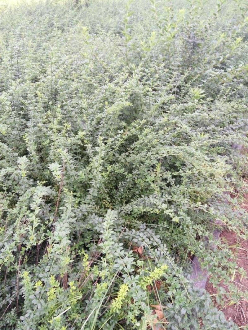迎春花小苗种植基地大量销售中，价格优惠，生长旺盛