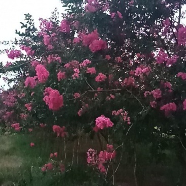紫薇树