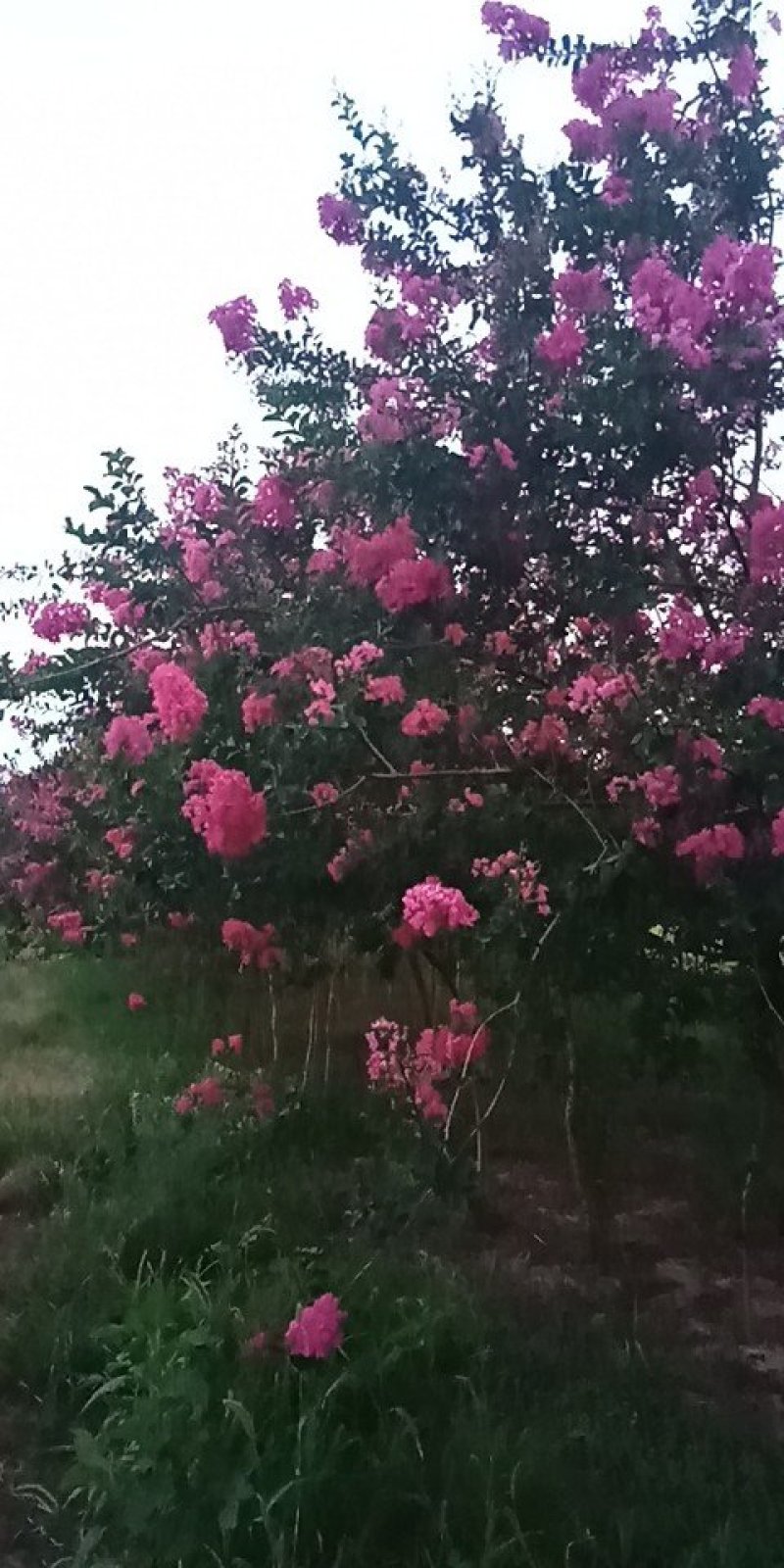 紫薇树