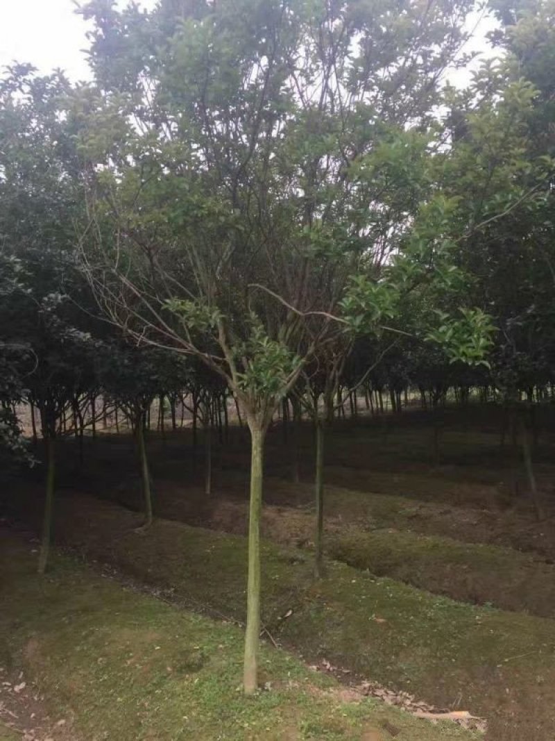 紫薇树，丛生紫薇树，价格优惠，种植基地大量销售