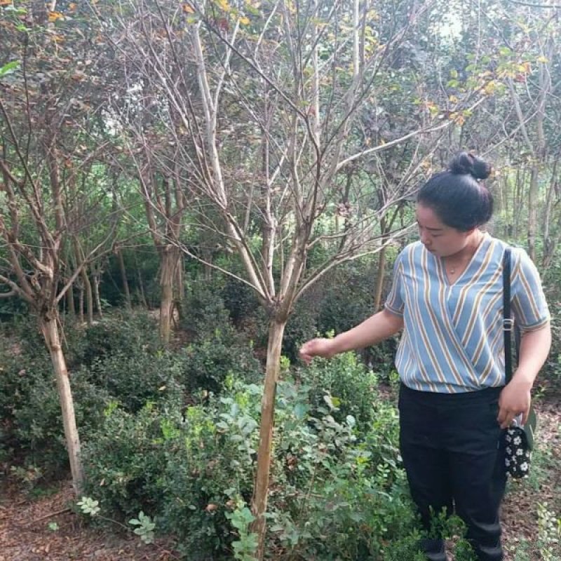 紫薇树，丛生紫薇树，价格优惠，种植基地大量销售
