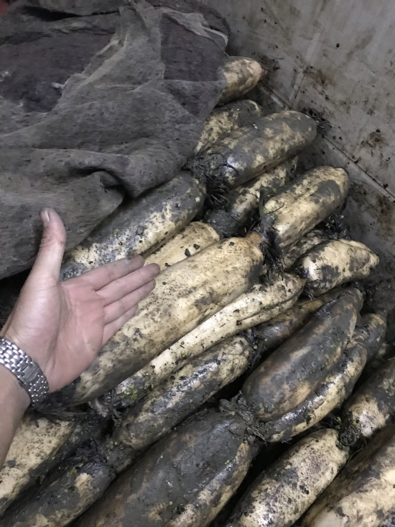基地直发，粉藕，头年塘，全部只取中间两节。包粉！