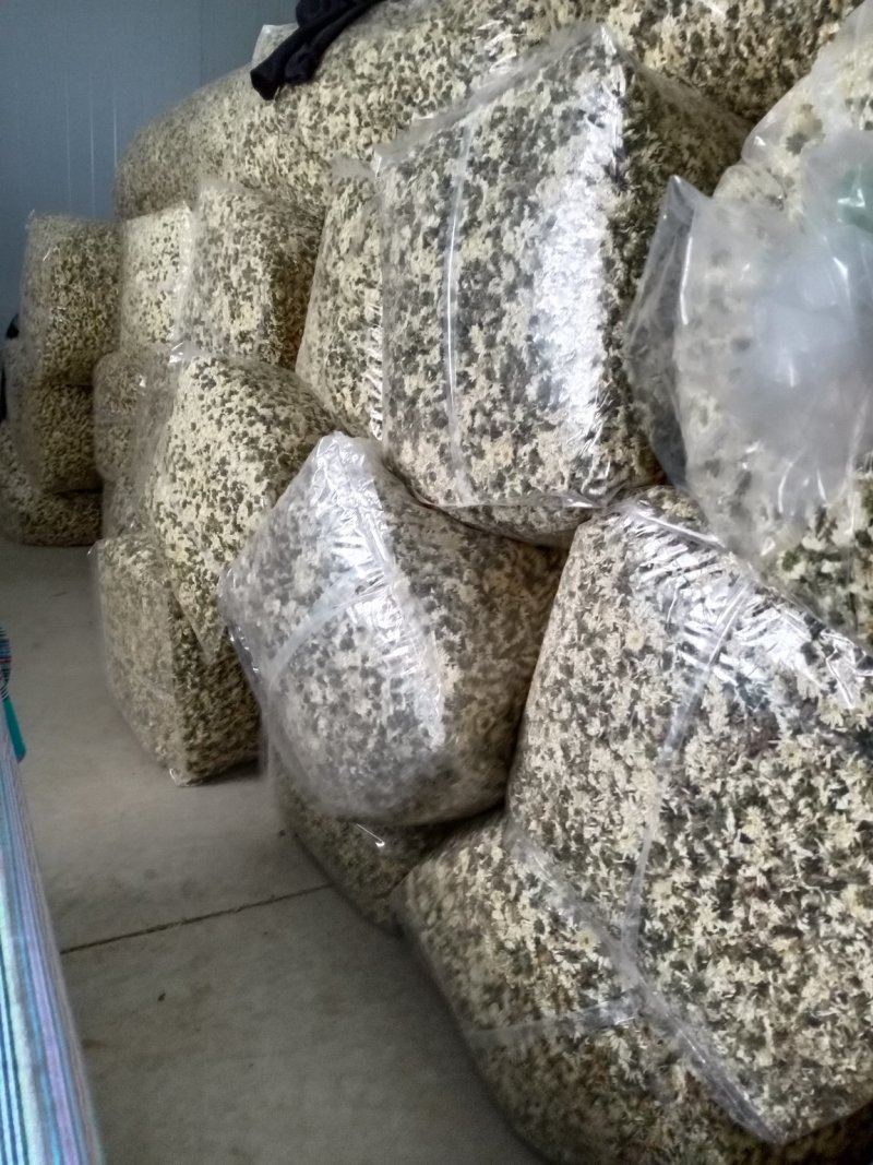 批发七月贡菊，金丝皇菊