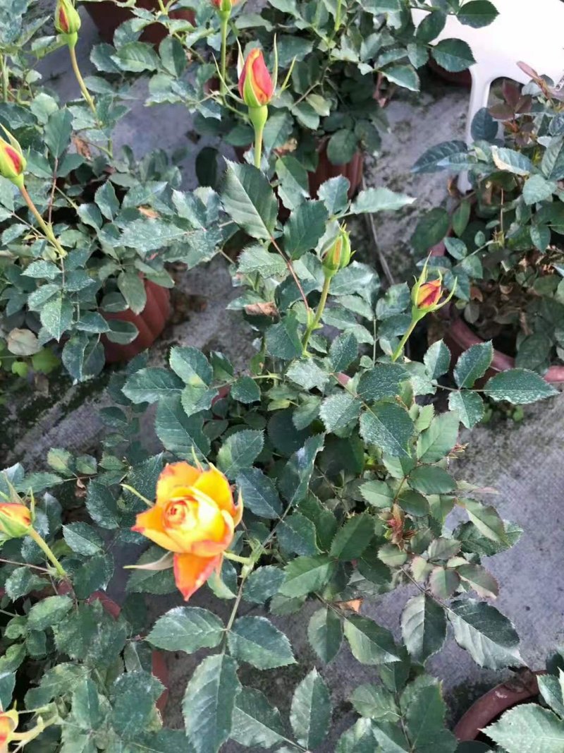 欧月