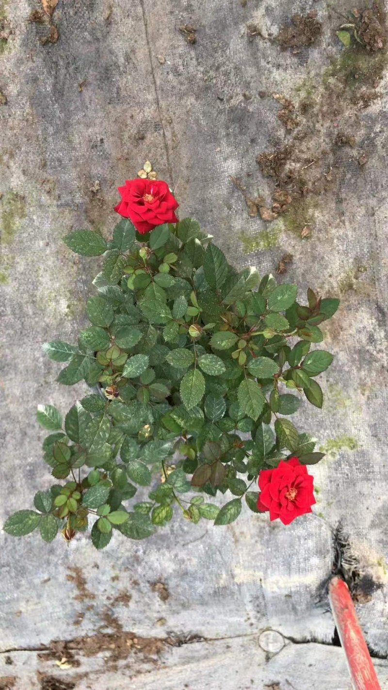 欧月
