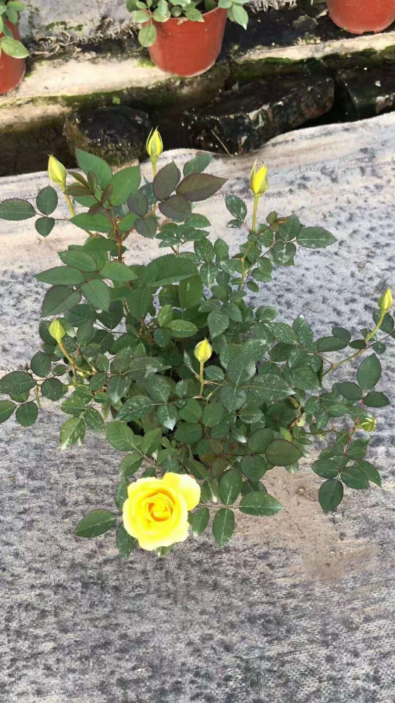 欧月