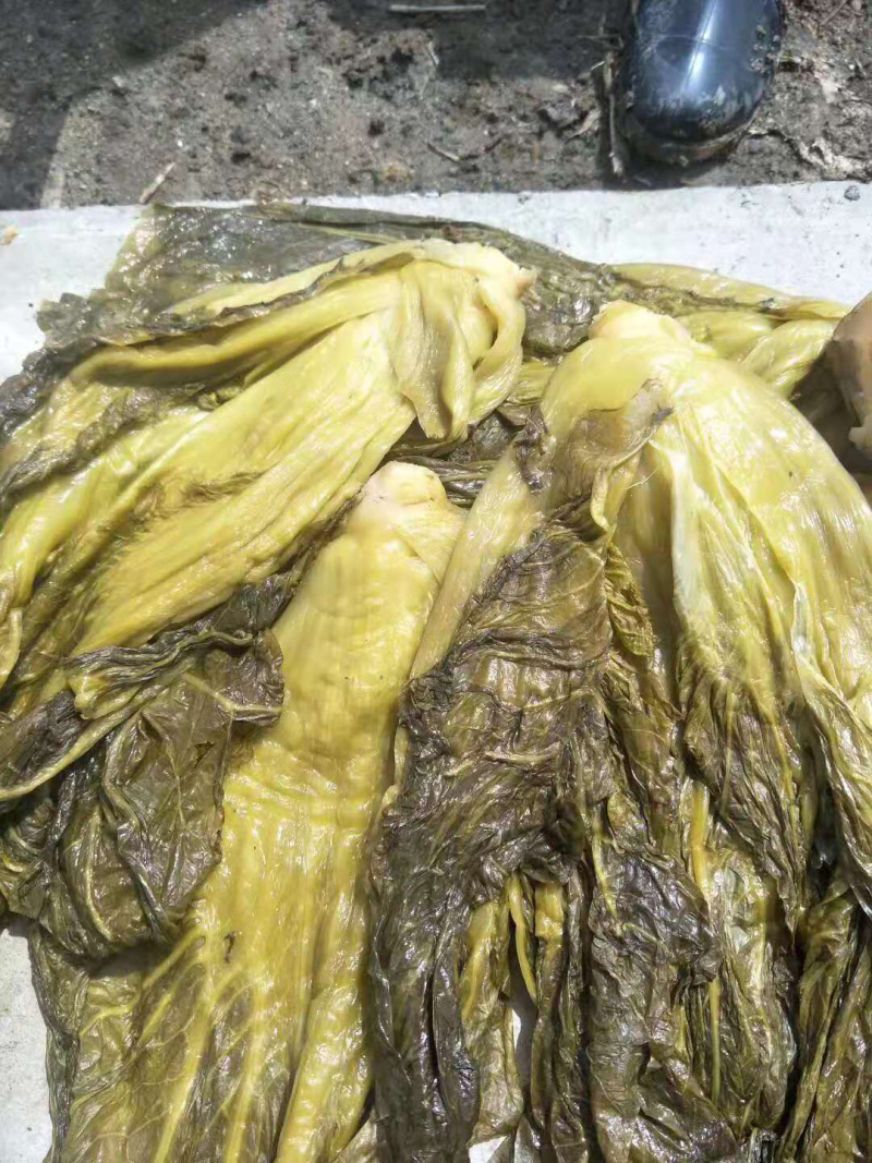 高盐度泡青菜，个头大，颜色好
