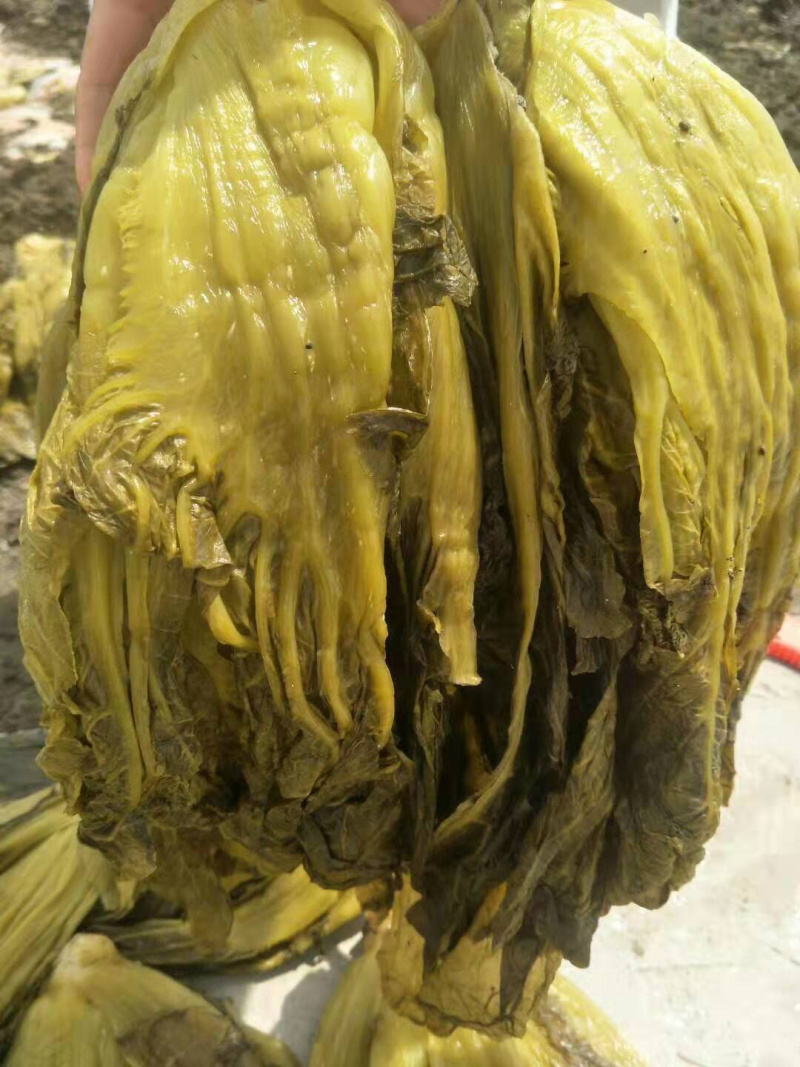 高盐度泡青菜，个头大，颜色好