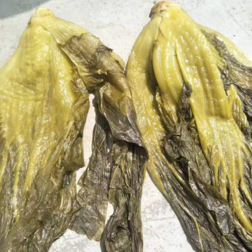 高盐度泡青菜，个头大，颜色好