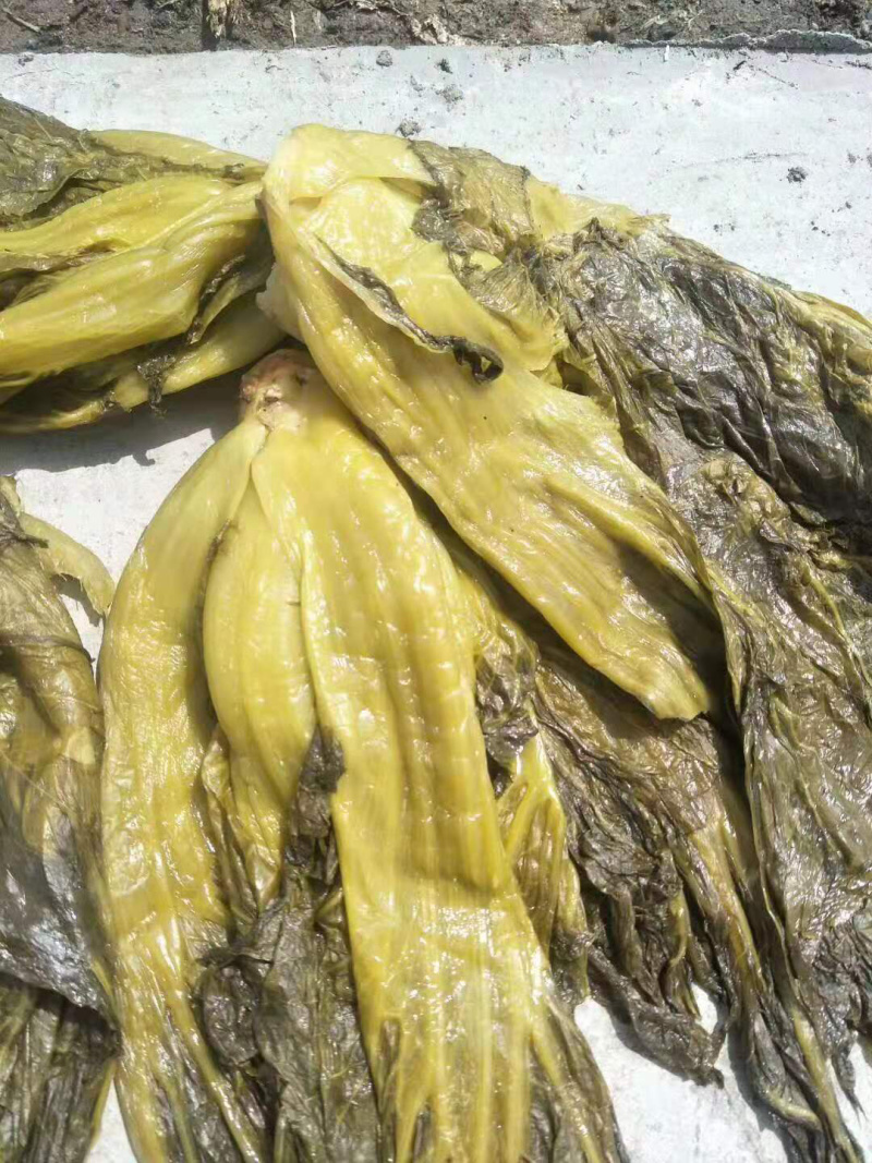 高盐度泡青菜，个头大，颜色好