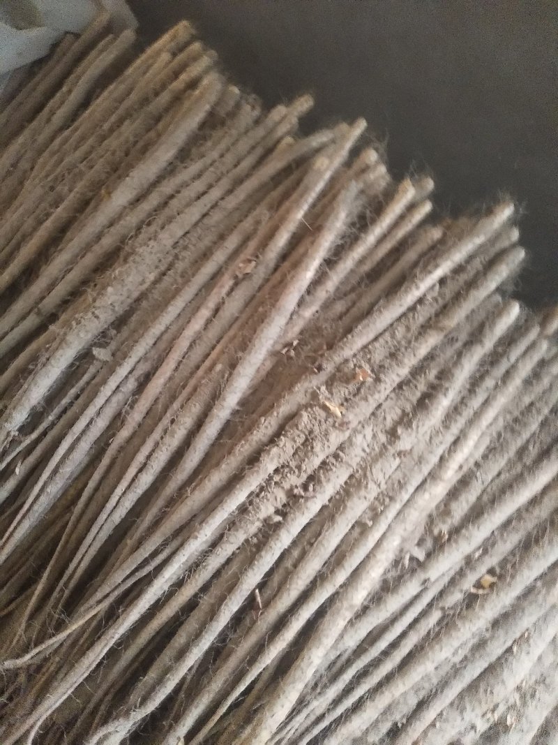 铁概山药，晚秋黄梨