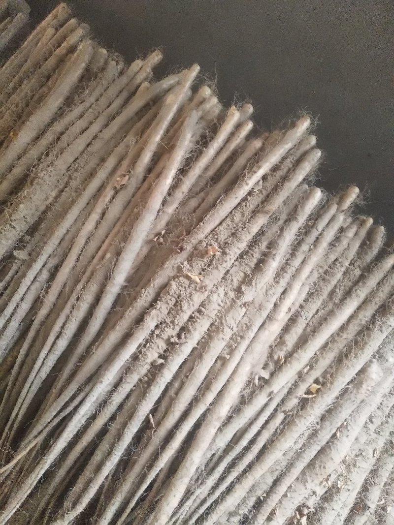 铁概山药，晚秋黄梨