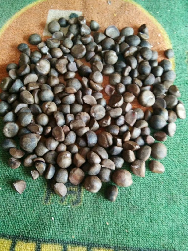 原生态压榨山茶油，气味氛芳色泽透亮营养丰富