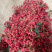 [荐]特级陇南大红袍花椒，产地直供一手货源，口味麻香