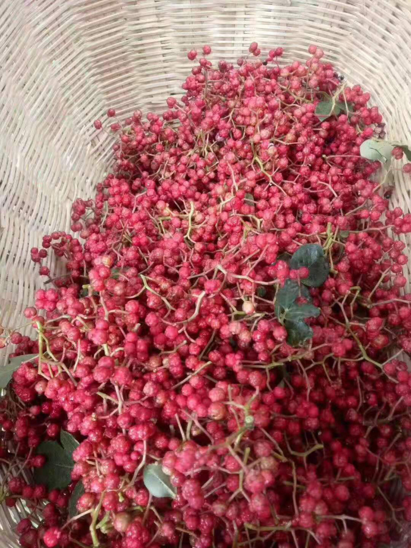 [荐]特级陇南大红袍花椒，产地直供一手货源，口味麻香