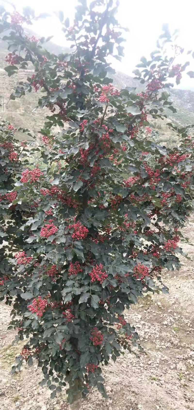 [荐]特级陇南大红袍花椒，产地直供一手货源，口味麻香