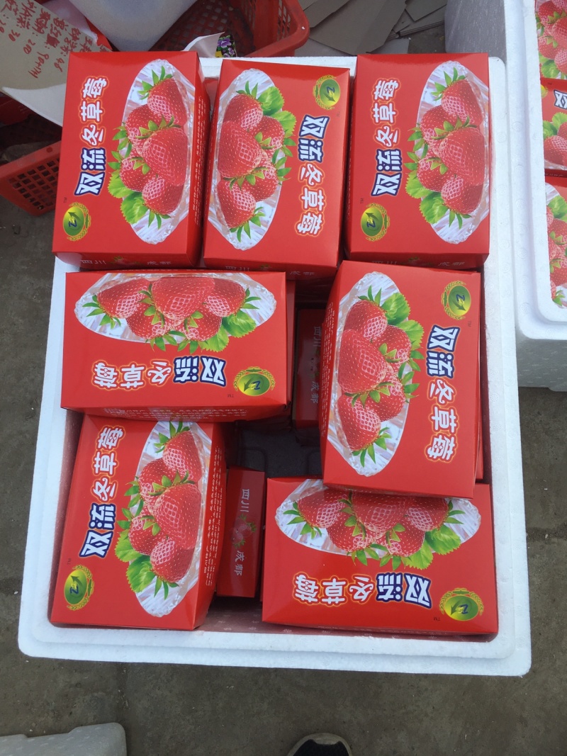 冬草莓盒装双流冬草莓烘培茶饮航空物流包邮