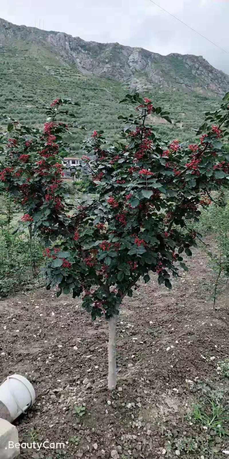 【推荐】嫁接无刺花椒苗【两年苗】包成活免费指导