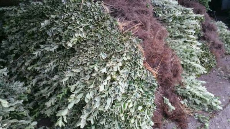 金边黄杨小苗价格优惠，种植基地大量销售中