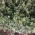 金边黄杨小苗价格优惠，种植基地大量销售中