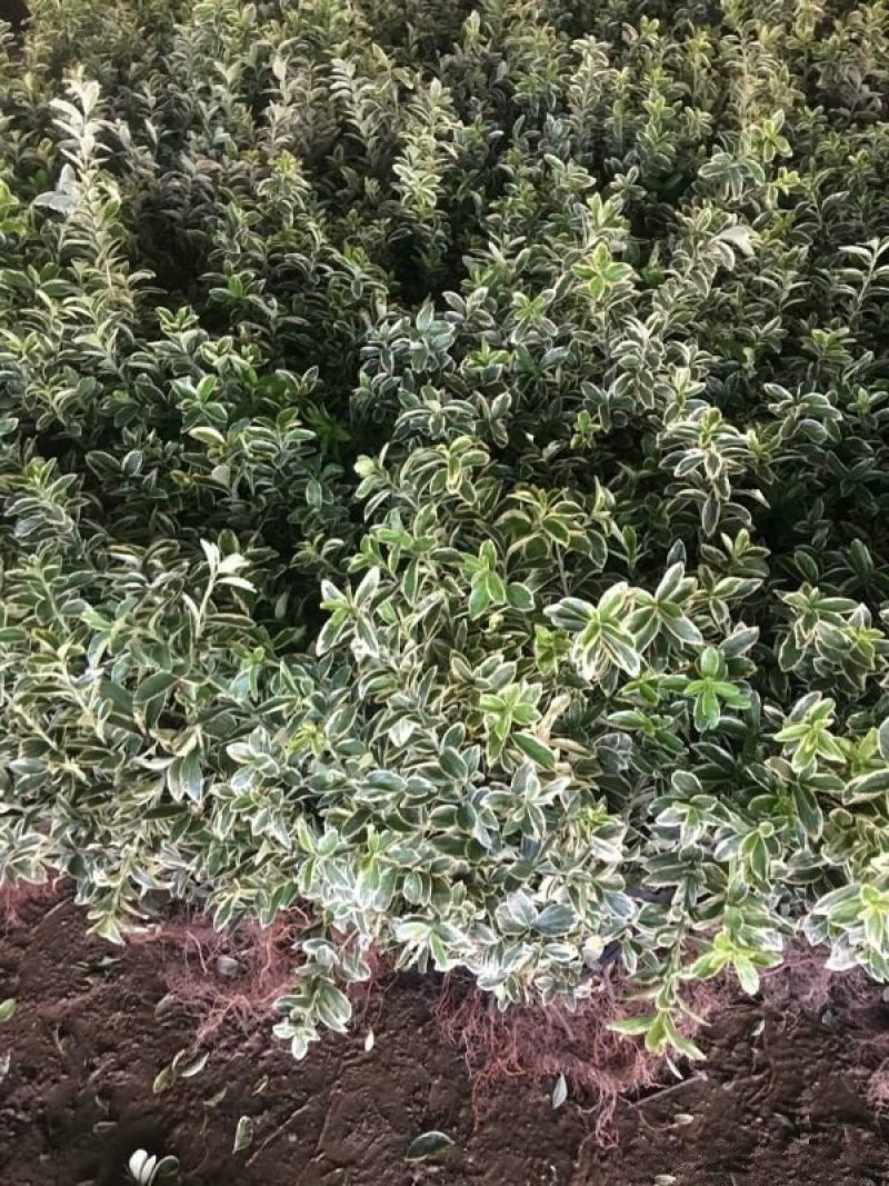 金边黄杨小苗价格优惠，种植基地大量销售中