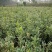 金边黄杨小苗价格优惠，种植基地大量销售中