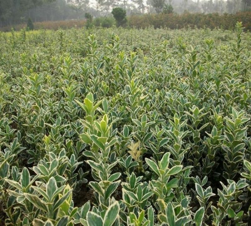 金边黄杨小苗价格优惠，种植基地大量销售中