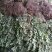 金边黄杨小苗价格优惠，种植基地大量销售中