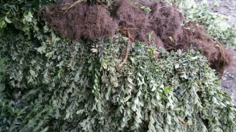 金边黄杨小苗价格优惠，种植基地大量销售中