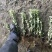 金边黄杨小苗价格优惠，种植基地大量销售中