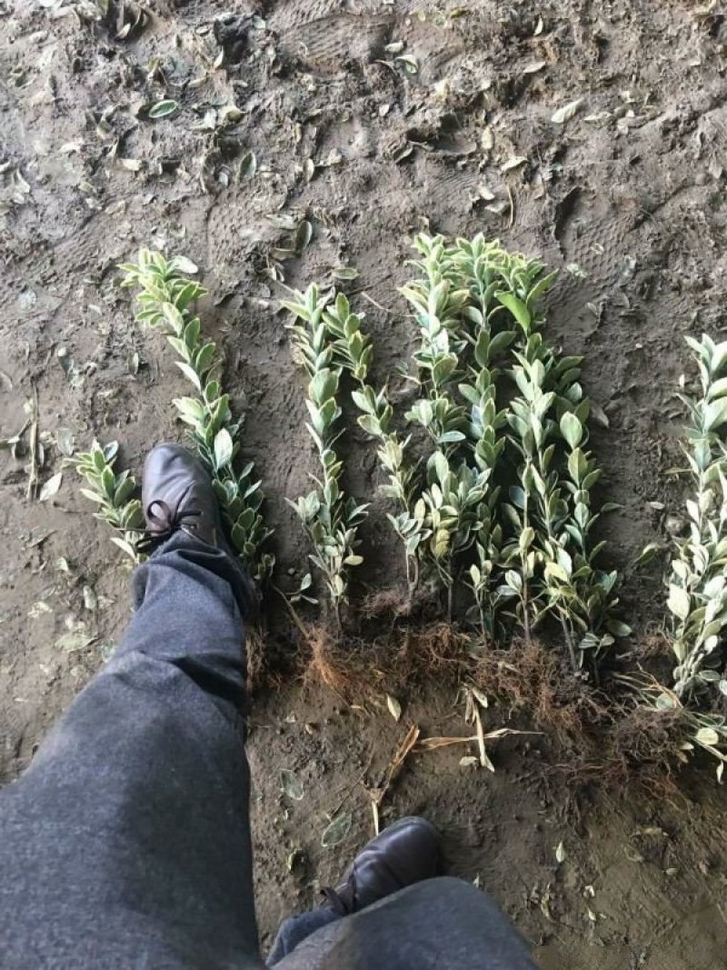 金边黄杨小苗价格优惠，种植基地大量销售中