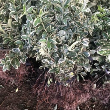 金边黄杨小苗价格优惠，种植基地大量销售中