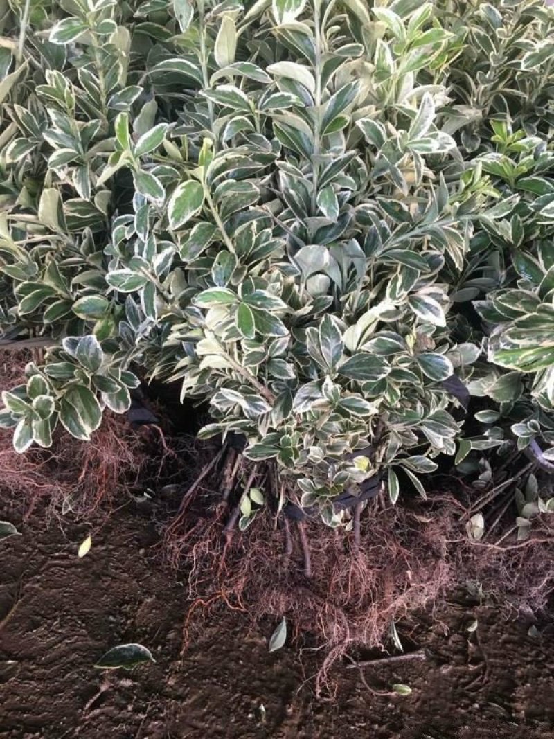 金边黄杨小苗价格优惠，种植基地大量销售中