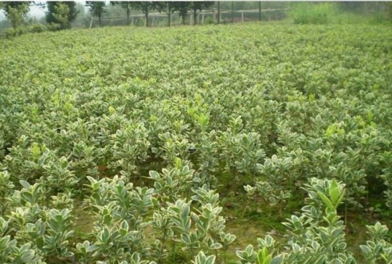 金边黄杨小苗价格优惠，种植基地大量销售中