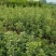 金边黄杨小苗价格优惠，种植基地大量销售中