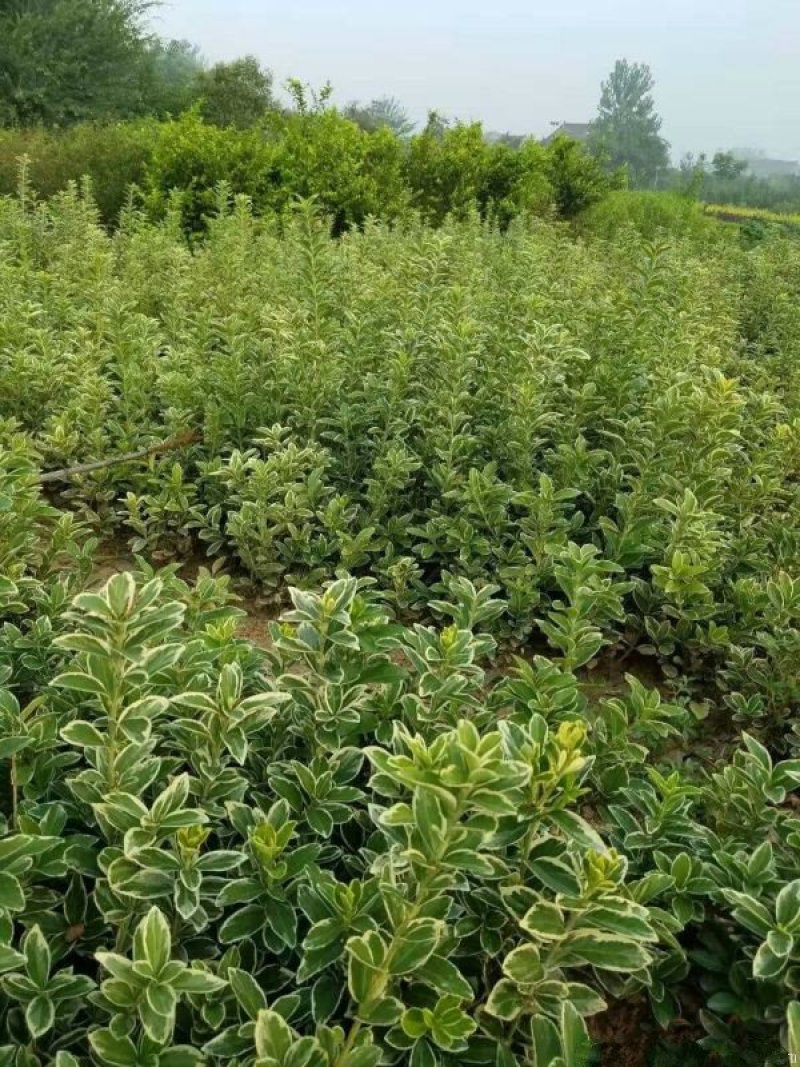 金边黄杨小苗价格优惠，种植基地大量销售中