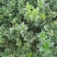 金边黄杨小苗价格优惠，种植基地大量销售中