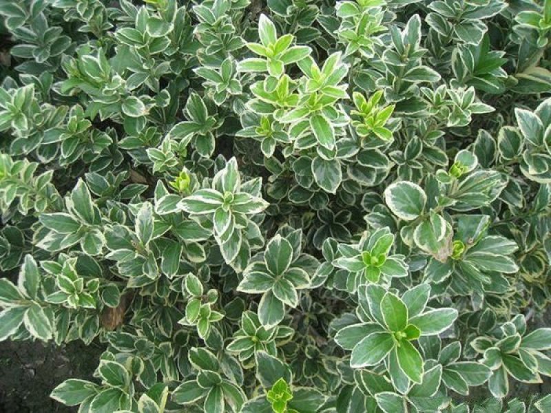 金边黄杨小苗价格优惠，种植基地大量销售中