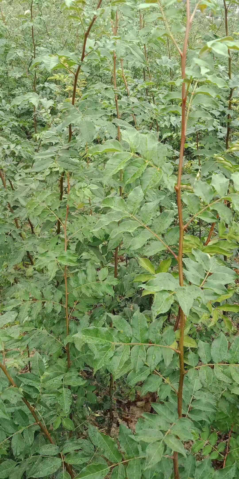 大红袍花椒苗嫁接无刺花椒苗批发全国发货