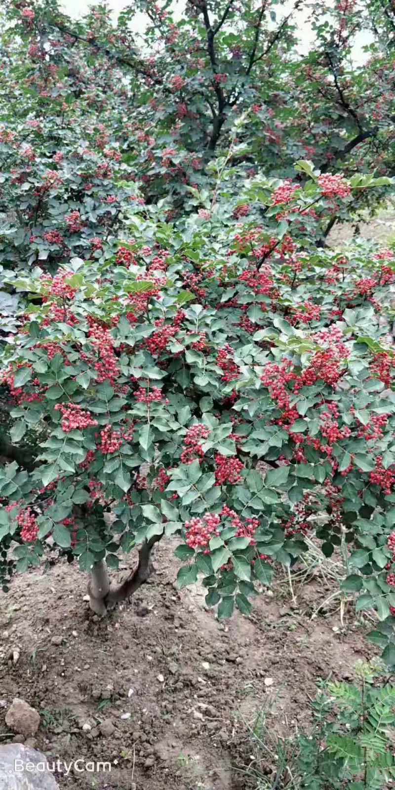 大红袍花椒苗嫁接无刺花椒苗批发全国发货